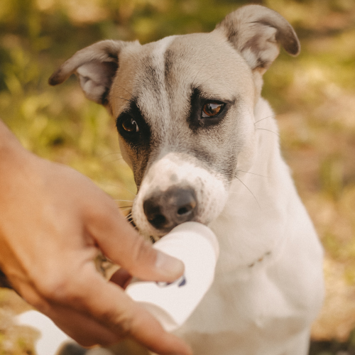 Doggyroller - Barf Shop für gesunde Hundeernährung